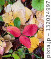 autumn leaves on the ground 132024997