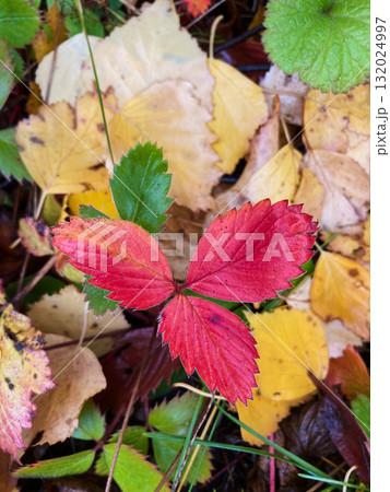 autumn leaves on the ground 132024997