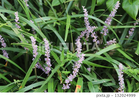 秋の庭に咲く薄紫色の小さなヤブランの花 132024999