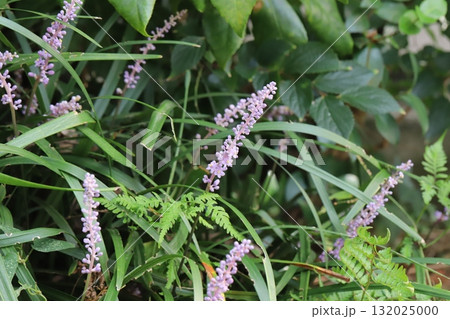 秋の庭に咲く薄紫色の小さなヤブランの花 132025000