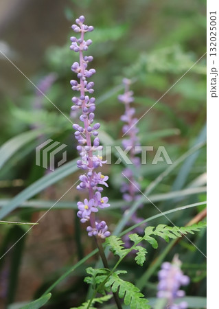 秋の庭に咲く薄紫色の小さなヤブランの花 秋の庭に咲く薄紫色の小さなヤブランの花 132025001