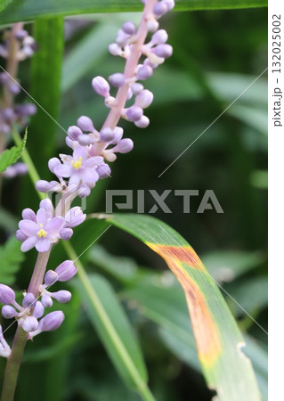 秋の庭に咲く薄紫色の小さなヤブランの花 秋の庭に咲く薄紫色の小さなヤブランの花 132025002