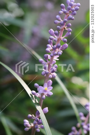 秋の庭に咲く薄紫色の小さなヤブランの花 秋の庭に咲く薄紫色の小さなヤブランの花 132025003