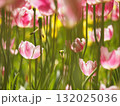 春の陽光を浴びるチューリップ 132025036
