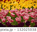 鮮やかなチューリップ 132025038
