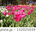 チューリップ畑 132025039