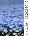 青いネモフィラ 132025042
