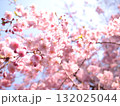 春の青空に映える満開の桜 132025044