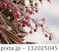 霜がおりた赤い実 132025045