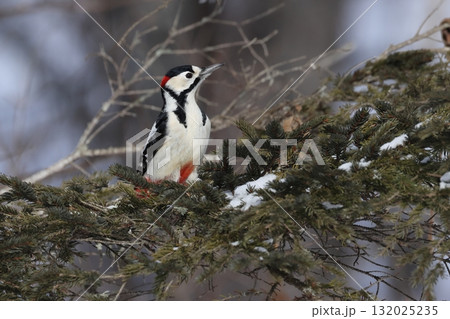 針葉樹に止まるアカゲラのオス 132025235