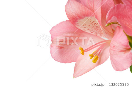 pink alstroemeria flower, Lily of the Incas, in vase on isolated white background 132025550