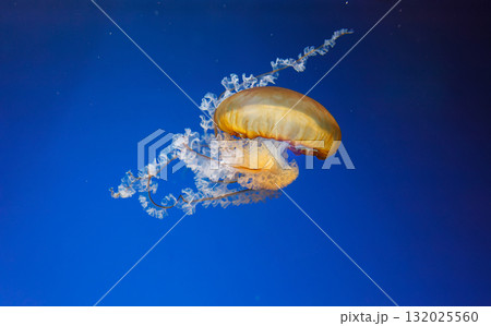 underwater photos of jellyfish chrysaora fuscescens jellyfish pacific sea nettle underwater photos of jellyfish chrysaora fuscescens jellyfish pacific sea nettle 132025560