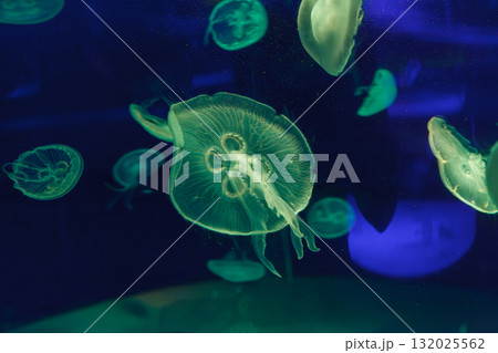 underwater photos of jellyfish aurelia aurita underwater photos of jellyfish aurelia aurita 132025562