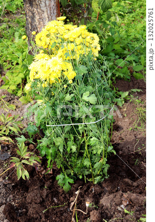 A freshly planted, tied-up bush of bright yellow chrysanthemums in a garden 132025761