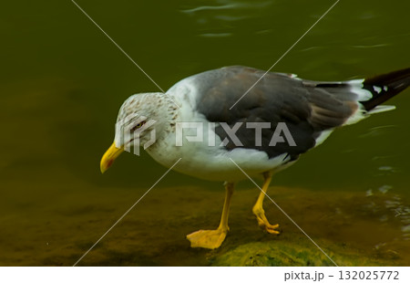 Seagull on Rock in River Seagull on Rock in River 132025772