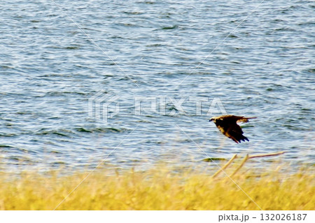 秋の海の波打ち際を飛ぶミサゴ 132026187