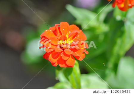Zinnia violacea Cav, Z violacea or Plantae, Asteraceae or Magnoliopsida or Zinnia violacea or orange flower Zinnia violacea Cav, Z violacea or Plantae, Asteraceae or Magnoliopsida or Zinnia violacea or orange flower 132026432
