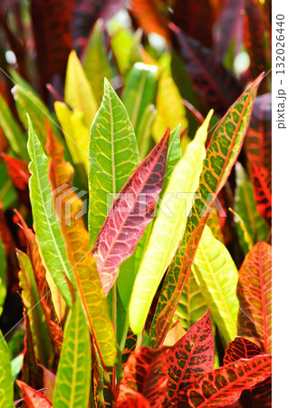 Codiaeum variegatium Blume or Croton, Variegated Laurel or Garden Croton or red leaf Codiaeum variegatium Blume or Croton, Variegated Laurel or Garden Croton or red leaf 132026440