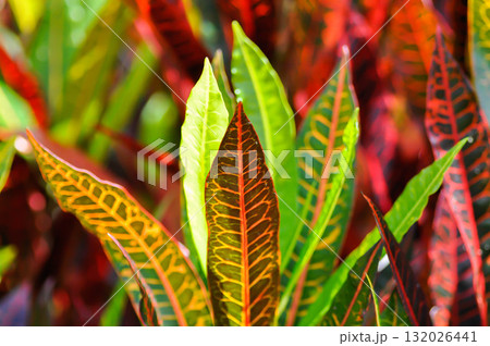 Codiaeum variegatium Blume or Croton, Variegated Laurel or Garden Croton or red leaf 132026441
