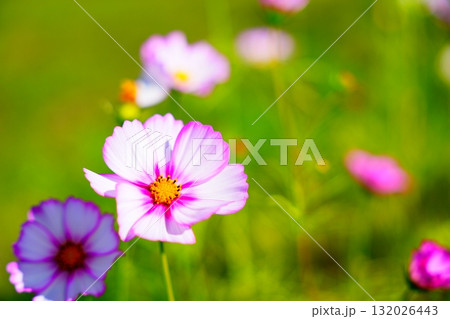 綺麗に咲く一輪のピンクの花 132026443