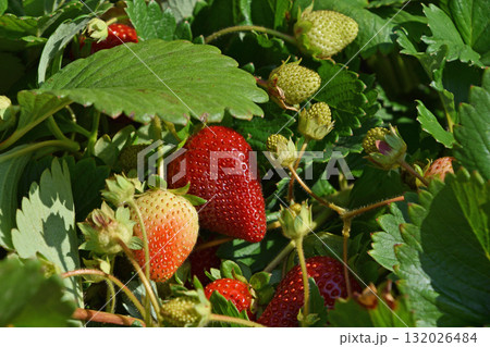 Sreawberries growing in garden Sreawberries growing in garden 132026484