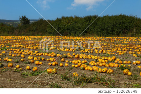 Field of ripe pumpkins growing 132026549