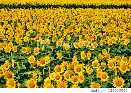 ひまわり畑 132027023