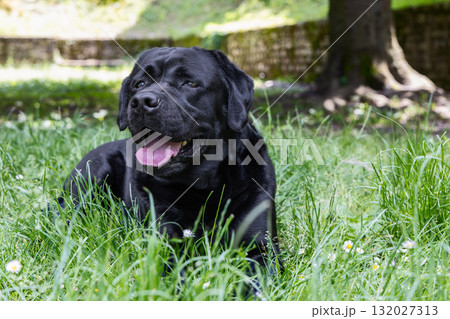 Happy black labrador lies among daisies on green grass in gentle warm summer sunlight 132027313