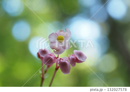 秋海棠の花を見上げる 秋海棠の花を見上げる 132027578