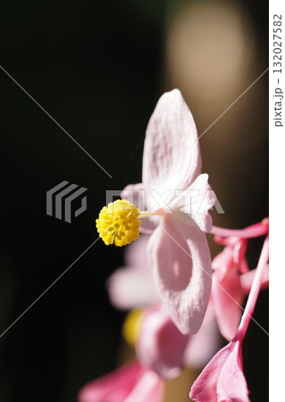 秋海棠の雄花のアップ 秋海棠の雄花のアップ 132027582