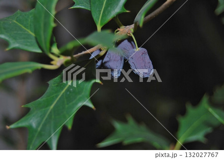 柊の葉と実 132027767