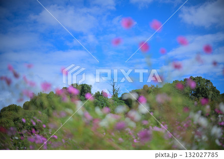 コスモス 空を彩る花 コスモス 空を彩る花 132027785