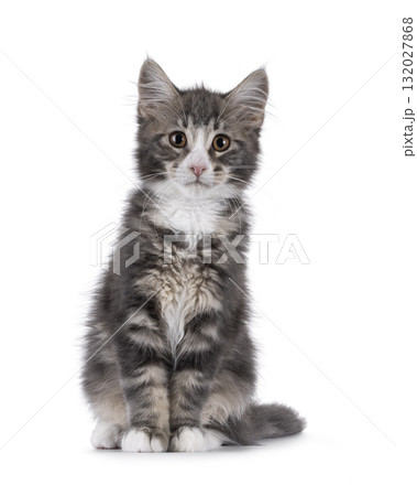 Maine Coon cat kitten on white 132027868