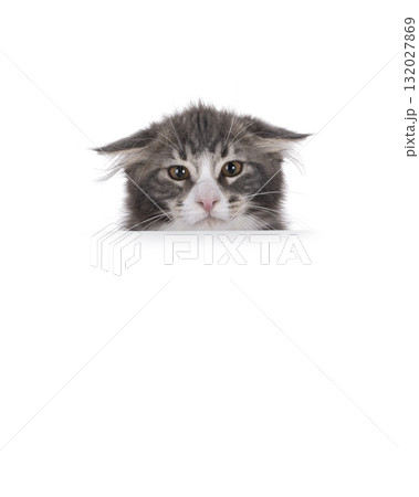 Maine Coon cat kitten on white 132027869