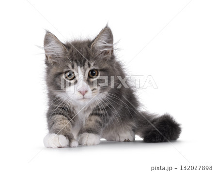 Maine Coon polydactyl cat kitten on white 132027898