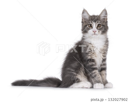 Maine Coon polydactyl cat kitten on white 132027902