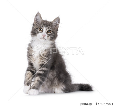 Maine Coon polydactyl cat kitten on white Maine Coon polydactyl cat kitten on white 132027904