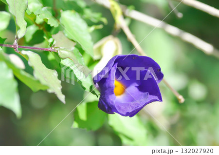 Thunbergia erecta or ACANTHACEAE, Bush clock vine or Thunbergia erecta Benth T Anderson or purple flower 132027920