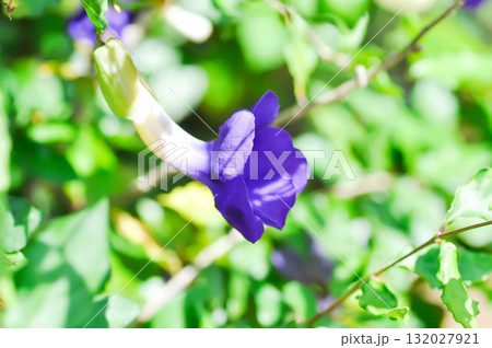 Thunbergia erecta or ACANTHACEAE, Bush clock vine or Thunbergia erecta Benth T Anderson or purple flower 132027921