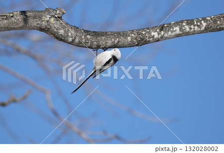 逆さまで樹液をなめるシマエナガ 逆さまで樹液をなめるシマエナガ 132028002
