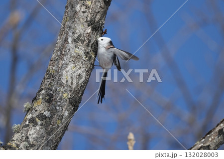 羽ばたきながら樹液をなめるシマエナガ 羽ばたきながら樹液をなめるシマエナガ 132028003