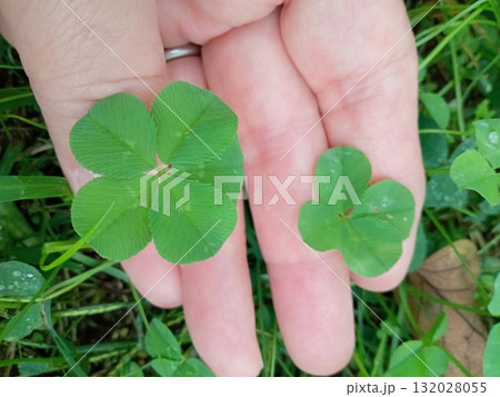 四葉のクローバーと五葉のクローバーのハーモニー 132028055
