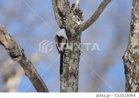 樹液をなめるシマエナガ 132028069