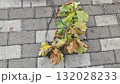 Fallen oak branch with green and brown leaves lying on a stone pavement during autumn day. Concept of seasonal change, nature decay, and transition between summer and fall 132028233