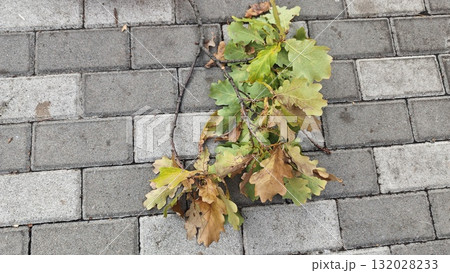 Fallen oak branch with green and brown leaves lying on a stone pavement during autumn day. Concept of seasonal change, nature decay, and transition between summer and fall Fallen oak branch with green and brown leaves lying on a stone pavement during autumn day. Concept of seasonal change, nature decay, and transition between summer and fall 132028233
