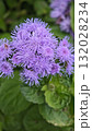 Close-up of vibrant purple wildflowers blooming among green leaves in natural daylight. Concept of beauty in nature, freshness, and the calm energy of early autumn 132028234