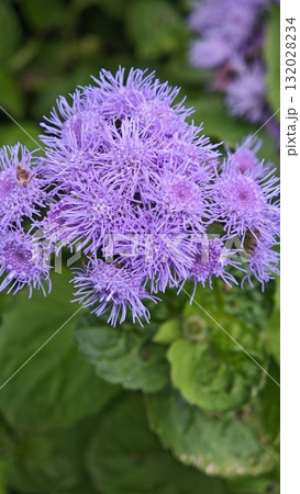 Close-up of vibrant purple wildflowers blooming among green leaves in natural daylight. Concept of beauty in nature, freshness, and the calm energy of early autumn Close-up of vibrant purple wildflowers blooming among green leaves in natural daylight. Concept of beauty in nature, freshness, and the calm energy of early autumn 132028234