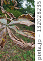 Close-up of a dried chestnut leaf with brown and yellow tones showing the signs of autumn decay. Concept of seasonal transition, aging in nature, and the beauty of imperfection 132028235
