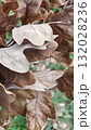 Close-up of dry oak leaves in soft brown shades showing texture and natural autumn detail. Concept of seasonal change, decay, and the beauty of natures aging process 132028236