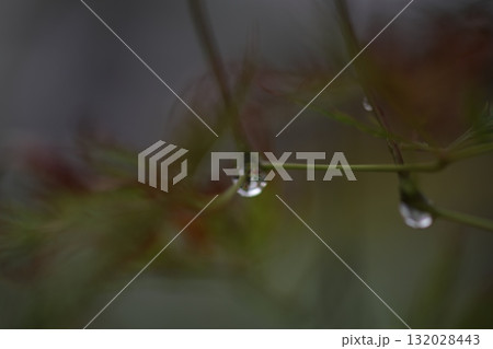 水滴のついた草 水滴のついた草 132028443